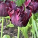 IMG_5054 cool tulips
