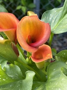 14th May 2024 - IMG_5057 calla lilies 