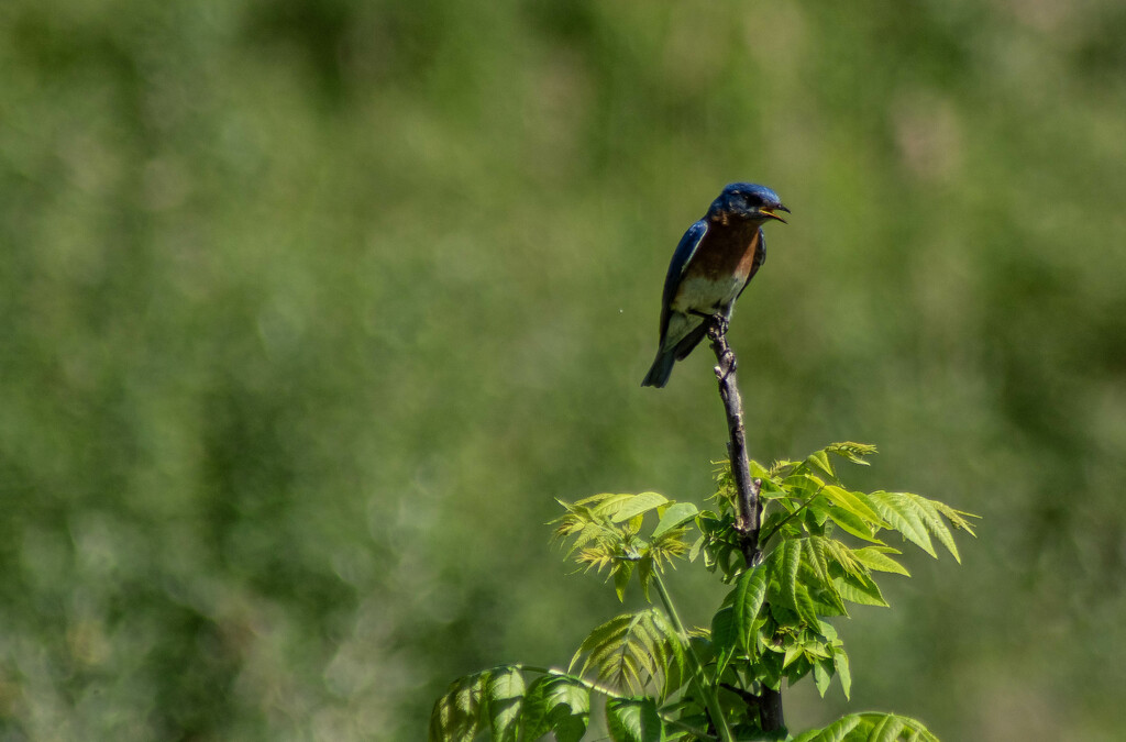 Bluebird by darchibald