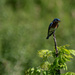 Bluebird by darchibald
