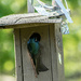 Tree swallow by darchibald