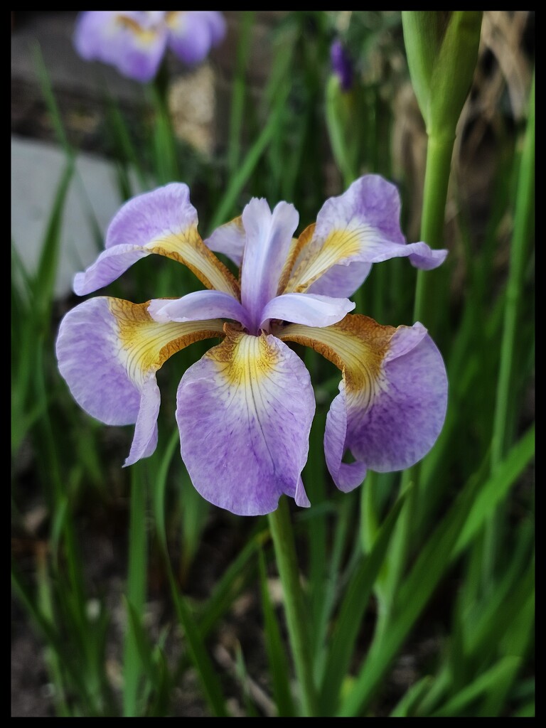 Iris by kathryn54
