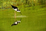 19th May 2024 - Black-Necked Stilt