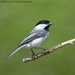 Just a chickadee by mccarth1