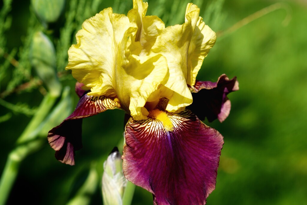 iris colors by amyk