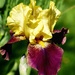 iris colors