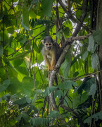 14th May 2024 - Ecuadorian Squirrel Monkey