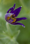 19th May 2024 - Prairie Crocus Flower
