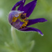Prairie Crocus Flower by pdulis