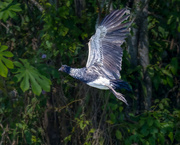 12th May 2024 - Horned Screamer