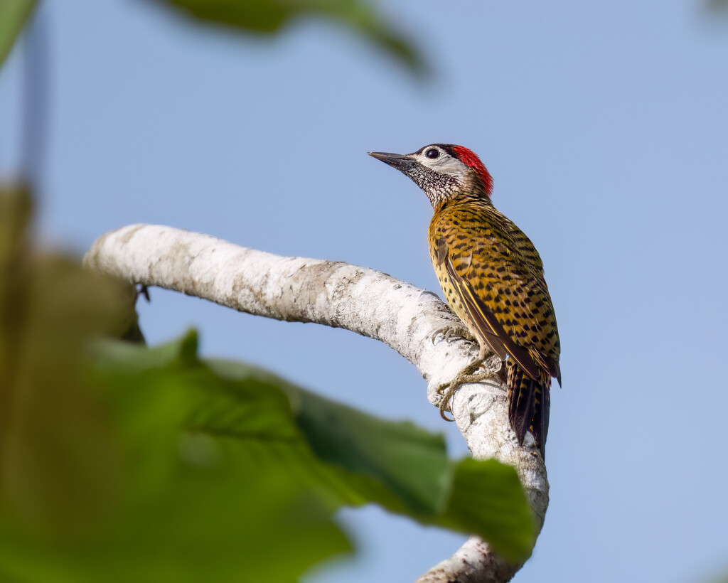 Spot-breasted Woodpecker by nicoleweg
