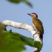 Spot-breasted Woodpecker by nicoleweg