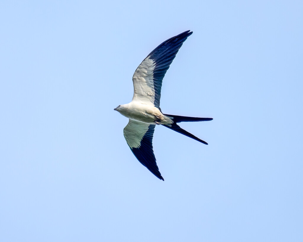 Swallow-tailed Kite by nicoleweg