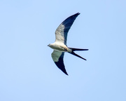 9th May 2024 - Swallow-tailed Kite
