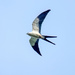 Swallow-tailed Kite by nicoleweg