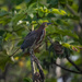 Rufescent Tiger-heron by nicoleweg