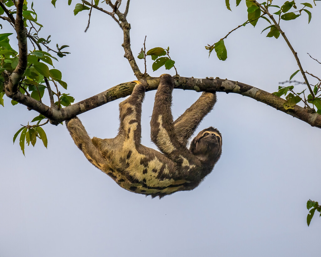 Three-Toed Sloth by nicoleweg