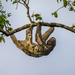 Three-Toed Sloth by nicoleweg