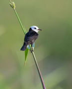 16th May 2024 - White-headed Marsh Tyrant 