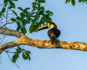 15th May 2024 - White-throated Toucan