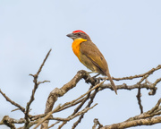 18th May 2024 - scarlet-crowned Barbet