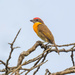 scarlet-crowned Barbet