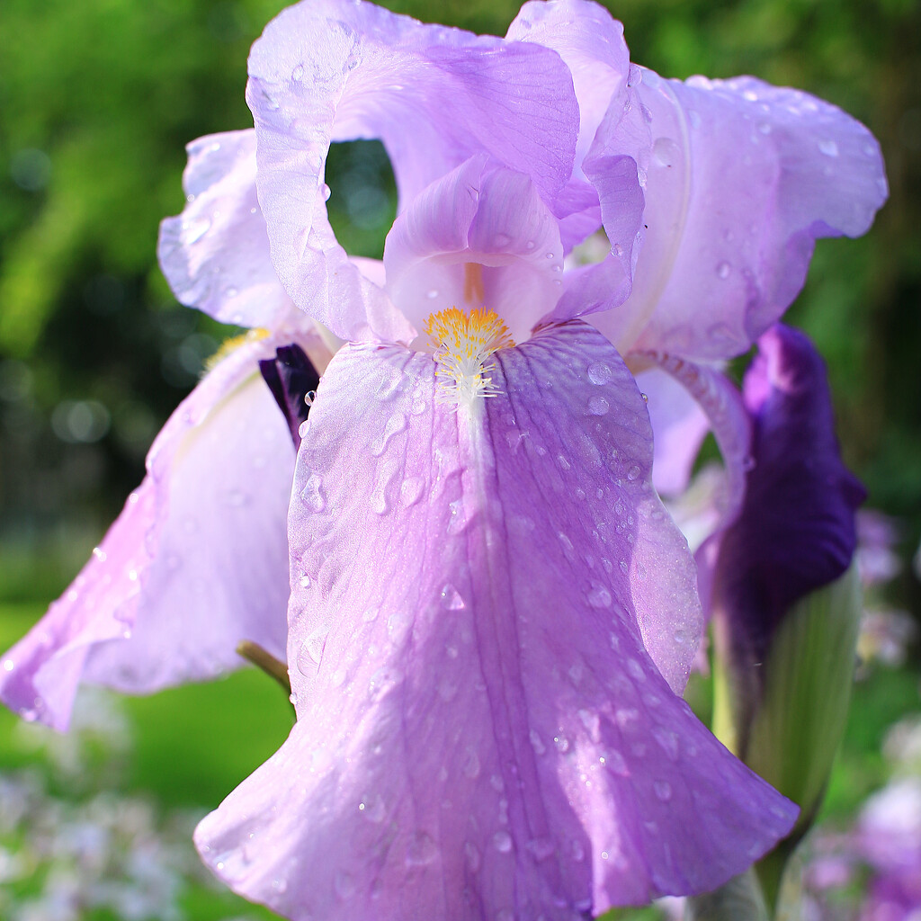 After the Cloudburst by juliedduncan