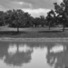 Reflection of Trees