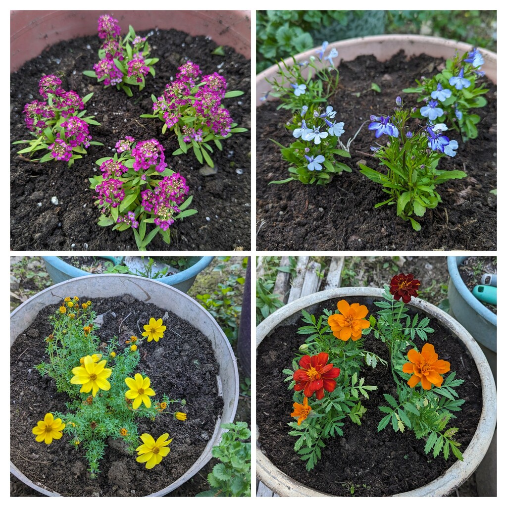 Some Flowers Planted by julie