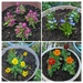 Some Flowers Planted