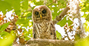 19th May 2024 - Baby Barred Owl
