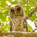 Baby Barred Owl by rickster549