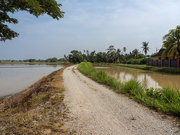 10th May 2024 - Track Through Rice Paddy