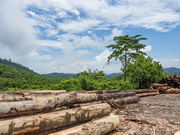 12th May 2024 - Logging in the Rain Forest