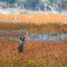 Roo in the grasses by nannasgotitgoingon