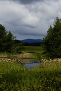 19th May 2024 - Cheadle Marsh Trail