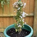 Jasmine flowering....