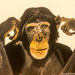 Cheeky monkey (painting) by stuart46