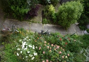 20th May 2024 - Such a pretty garden… looking down from the second floor my sons studio.