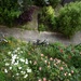 Such a pretty garden… looking down from the second floor my sons studio.