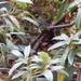 A window on to a rhodo