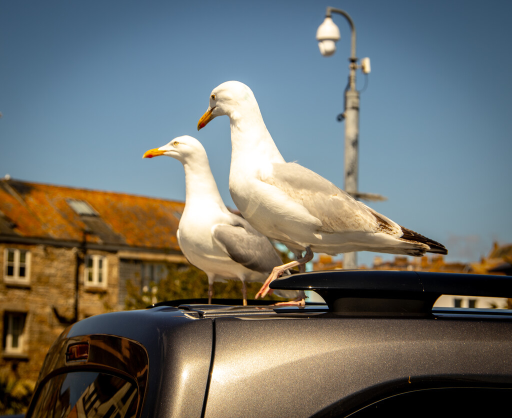 Gulls on a hot tin roof by swillinbillyflynn