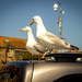 Gulls on a hot tin roof by swillinbillyflynn