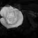 A wet white rose... by marlboromaam