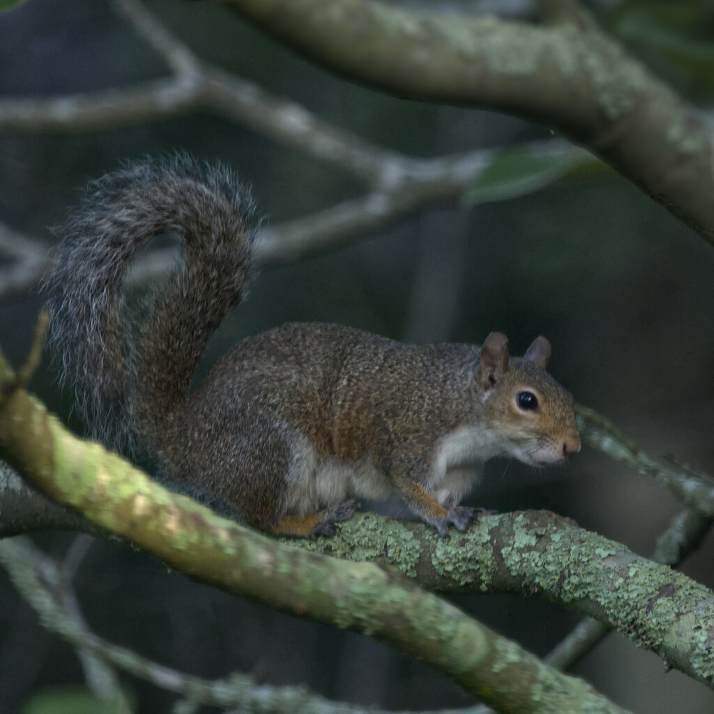 Squirrel by peachfront