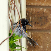 20th May 2024 - Need Holland Honeyeater P1201727