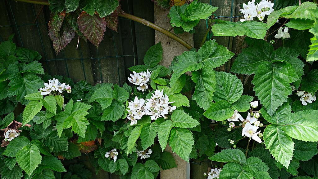 blackberry plant by kametty