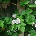 blackberry plant by kametty