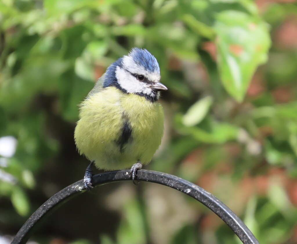Cheeky blue tit by orchid99