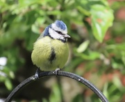 20th May 2024 - Cheeky blue tit